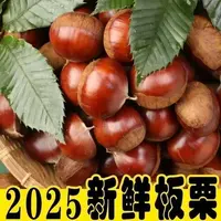 2025新板栗带箱5斤毛栗子中大果发货20-50mm送开口器