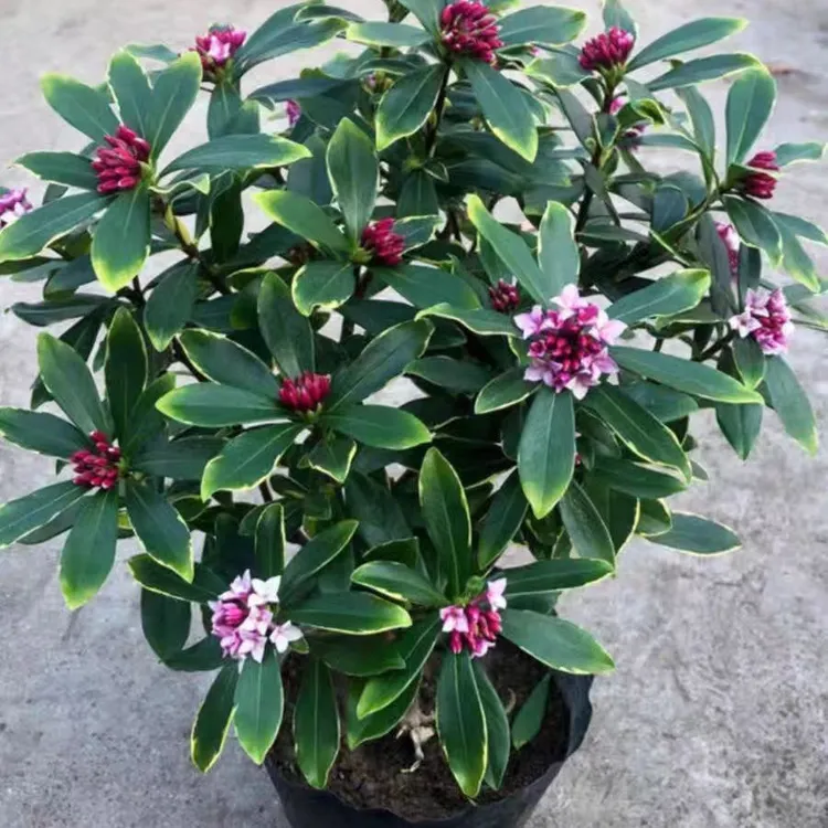 金边瑞香大苗老桩室内外盆栽地栽绿植花卉耐寒盆景花期超长带花苞