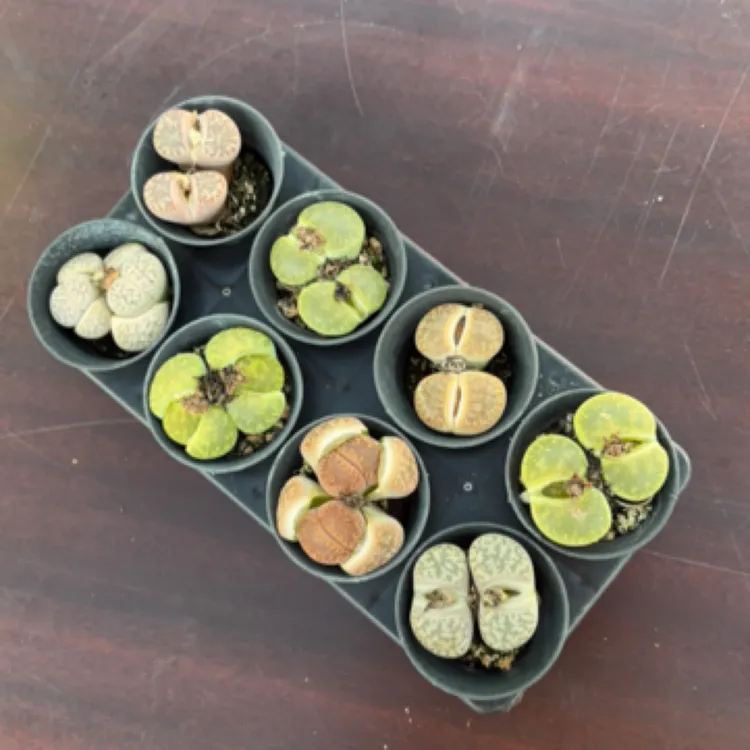 多肉植物生石花彩拼组合8棵（5厘米圆杯）送托架