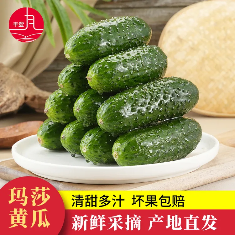 山东新鲜玛莎水果黄瓜3/5斤现摘小黄瓜脆嫩美味产地直发商品图