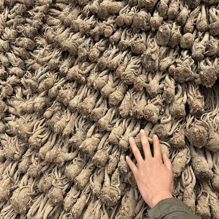 当归中条甘肃岷县自家种植无硫煲汤炖肉泡酒滋补养生 2025 年新产