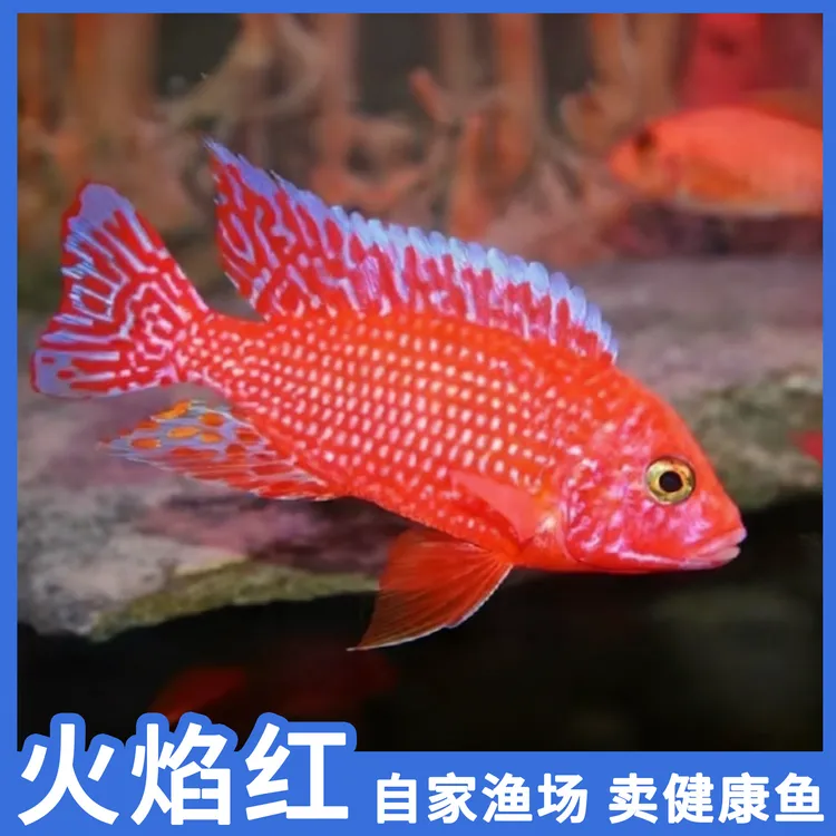 【大号火焰红】马鲷鱼热带观赏鱼中小型淡水好养耐活三湖慈鲷杂鲷鱼
