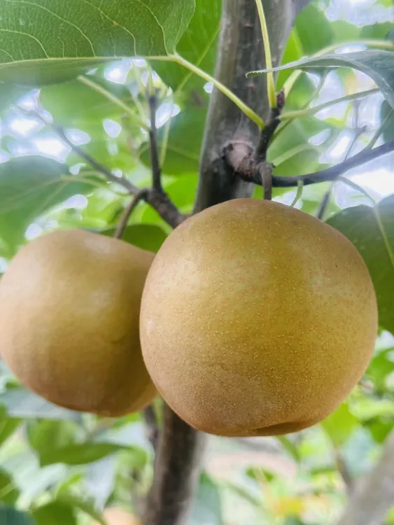 （实惠装）新鲜现摘秋月梨当季水果脆甜多汁口感细腻8斤包邮