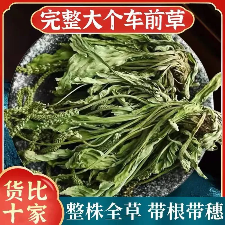整株车前草新鲜干货当季采挖泡水煮水车钱草搭配另售蒲公英夏枯球
