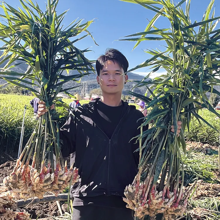 云南高山正宗小黄姜新鲜现挖辛辣十足姜味浓郁嫩姜老姜