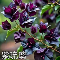 新品【紫琉璃】三角梅四季开花可爬藤发货不带花