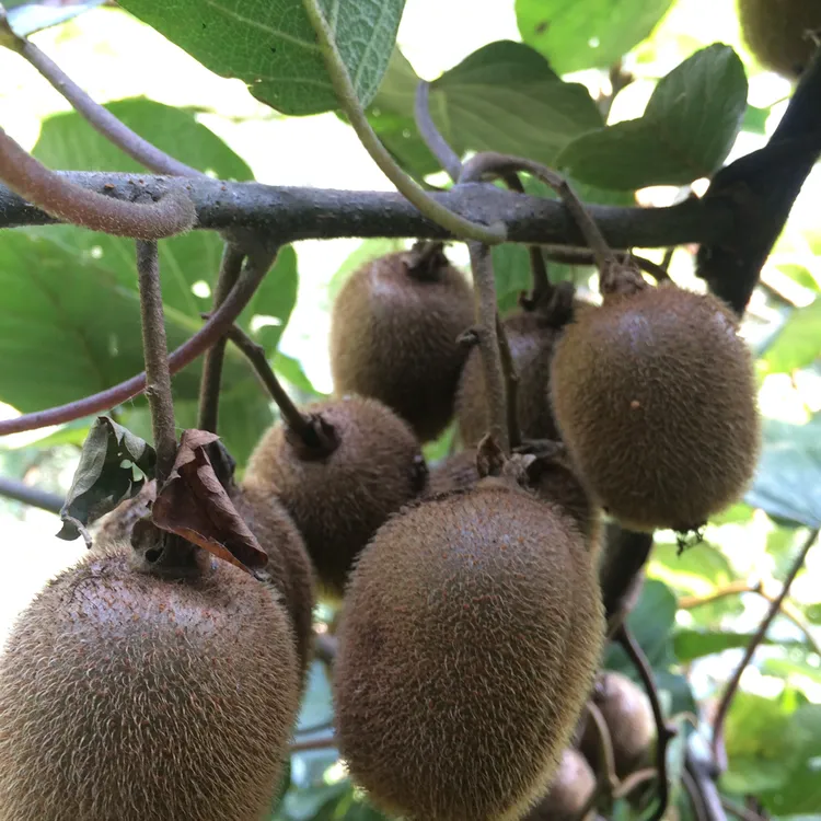 四川高山野生绿心猕猴桃新鲜应季水果香甜奇异果