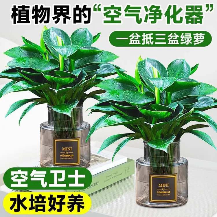 大叶金钻绿公主盆栽带花苞桌摆水培植物室内好养客厅旺宅绿植四季