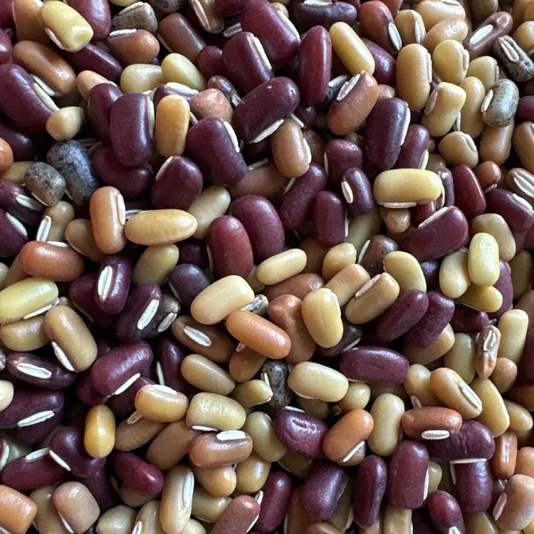 大山农家自种多彩（混色）赤小豆高山种植可用于八宝粥原料和煮干饭