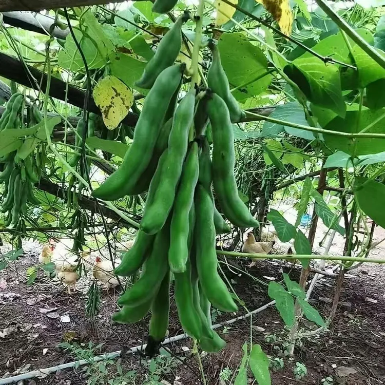 广西狗爪豆龙爪豆新鲜狗儿豆猫爪豆农家自种现摘现发当季蔬菜特产