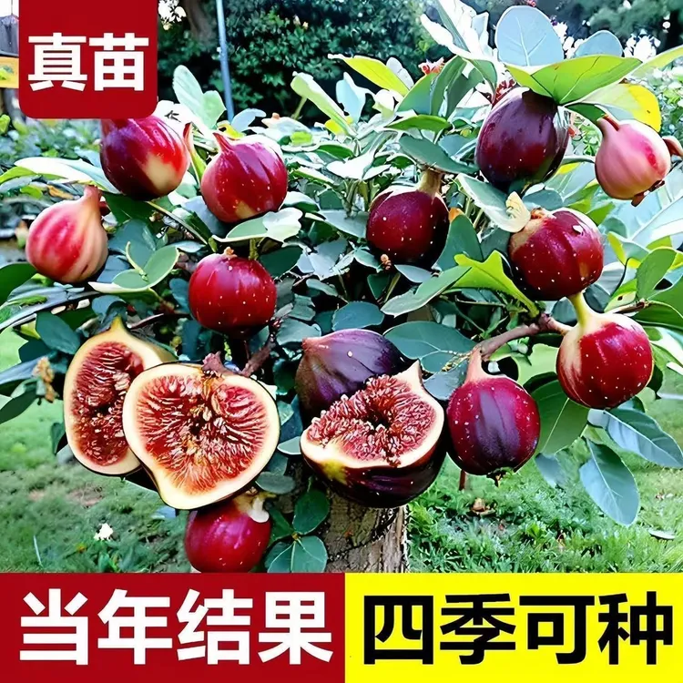 无花果树果苗矮化盆栽特大果波姬红北方南方种植