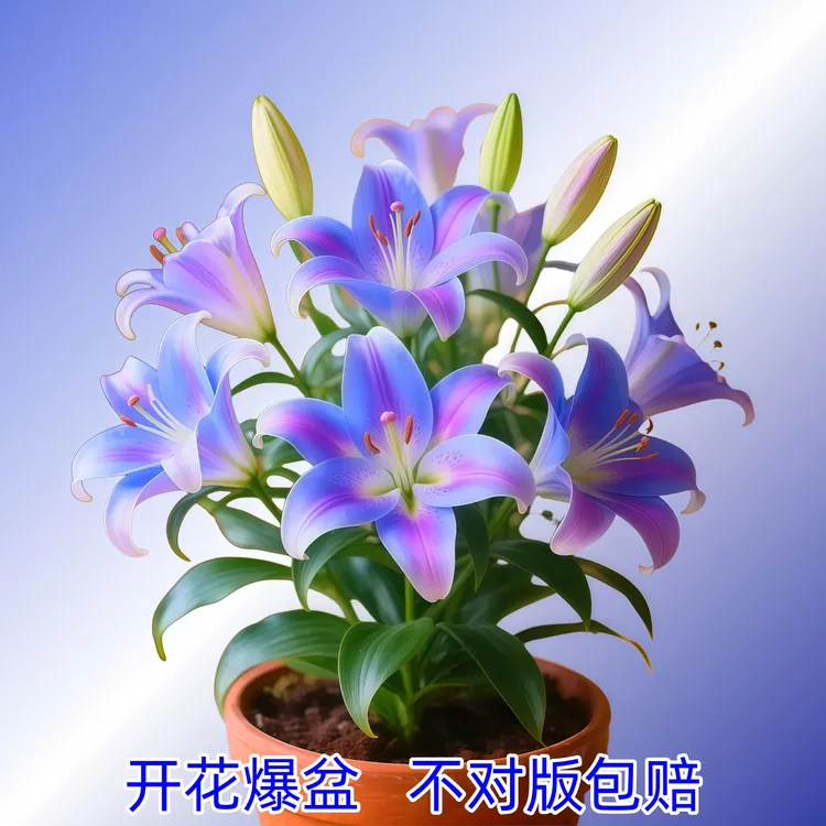 进口香水百合花种球室内四季种植开花好养活盆栽花卉植物花苗种子