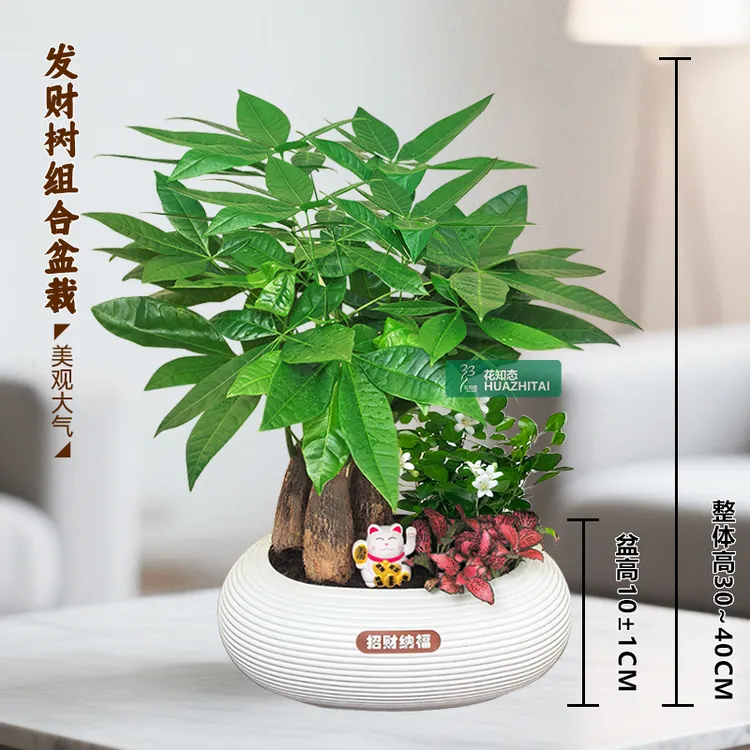 【发财树组合盆栽】绿植（30~40CM）九里香办公桌面盆栽好养常青植物