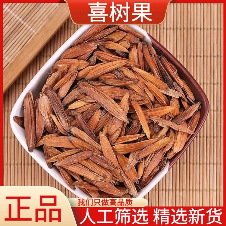 正品喜树果精选水栗子千丈树天梓树果新鲜干货喜树子散装包邮叶菜