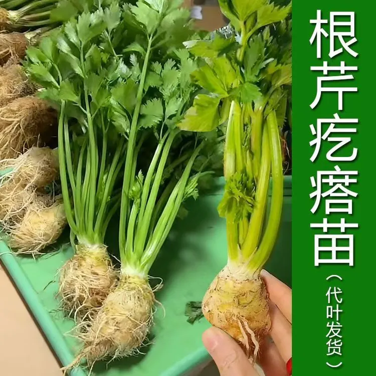 好物甄选大疙瘩根芹菜根地中海新鲜块根芹洋芹球根