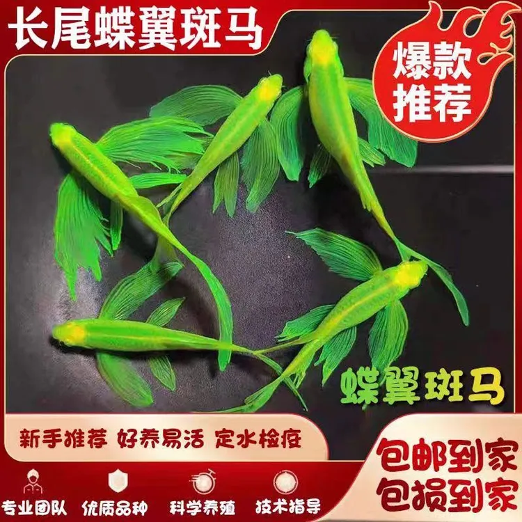 蝶翼斑马鱼长尾长鳍斑马鱼观赏鱼好养练手红绿灯小型热带鱼活体鱼