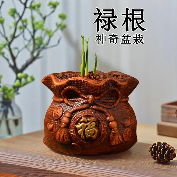 禄根盆栽绿植好养带芽不当生姜苗种植植物客厅办公室内桌面小盆景