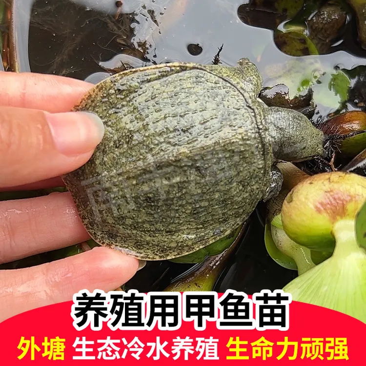 【2025新苗黑花甲鱼苗】鱼塘水库稻田水鱼团鱼生态养殖场优质小甲鱼