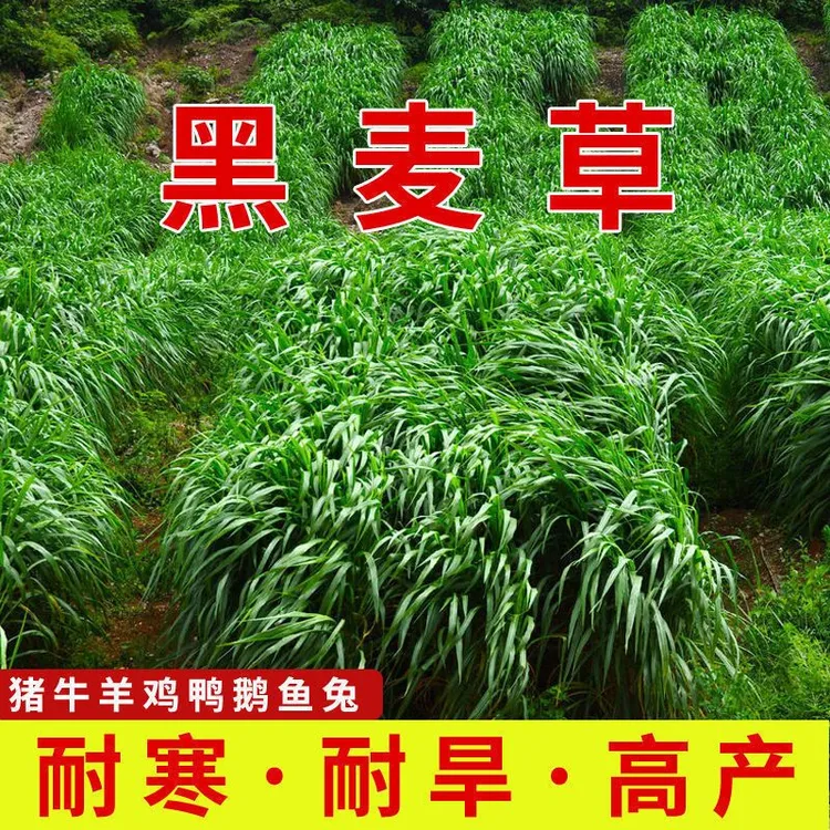 黑麦草进口种子种籽多年生喂牛羊鸡鹅猪兔草鱼草种籽四季种植高产