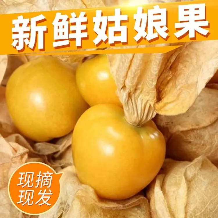 【原产地直发】头茬东北姑娘果灯笼果新鲜香甜多汁水果产地直发