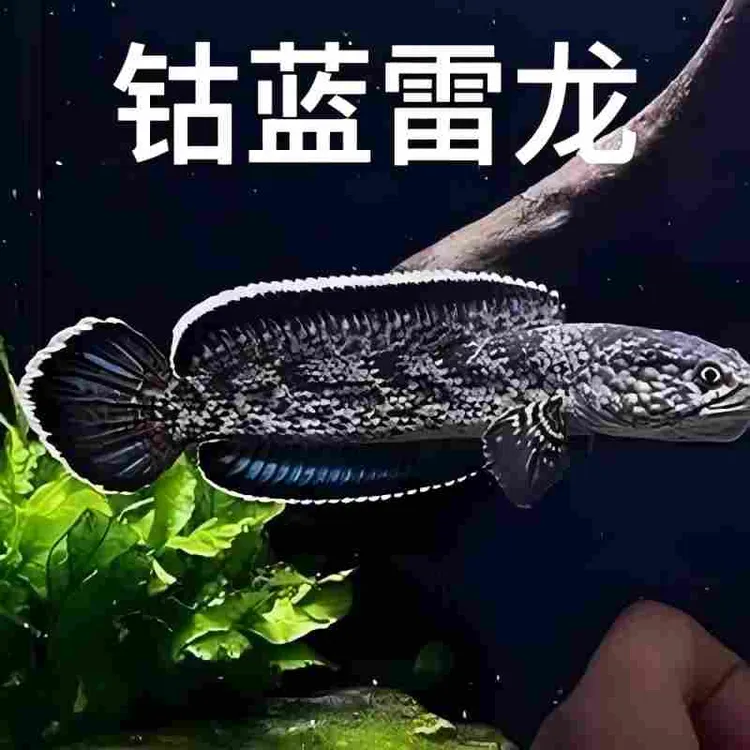 钴蓝雷龙鱼【顺丰包邮】碳纤维雷龙鱼淡水凶猛观赏鱼易活饲养眼镜蛇