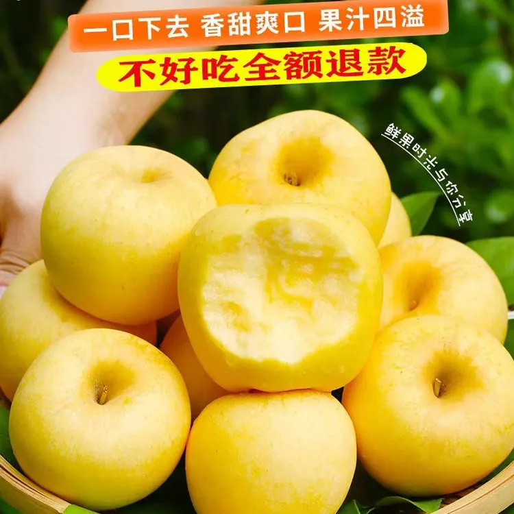 2025烟台奶油富士新鲜采摘维纳斯苹果脆甜多汁新鲜采摘苹果