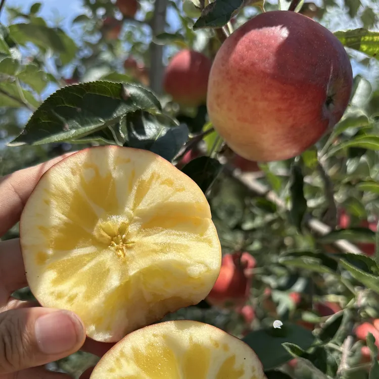 《主播专属》云南昭通红露丑苹果《现摘现发》《纯甜无酸》