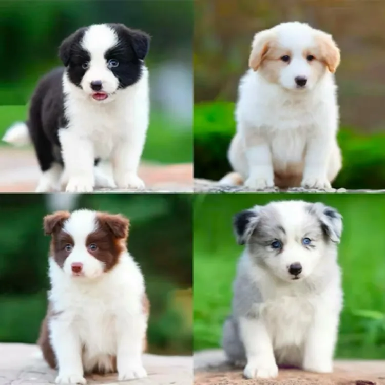 双血统边牧活体幼犬宠物