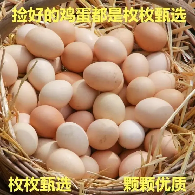 c【正宗农户】现捡现发散养走地鸡跑山鸡营养土鸡蛋宝宝孕妇营养