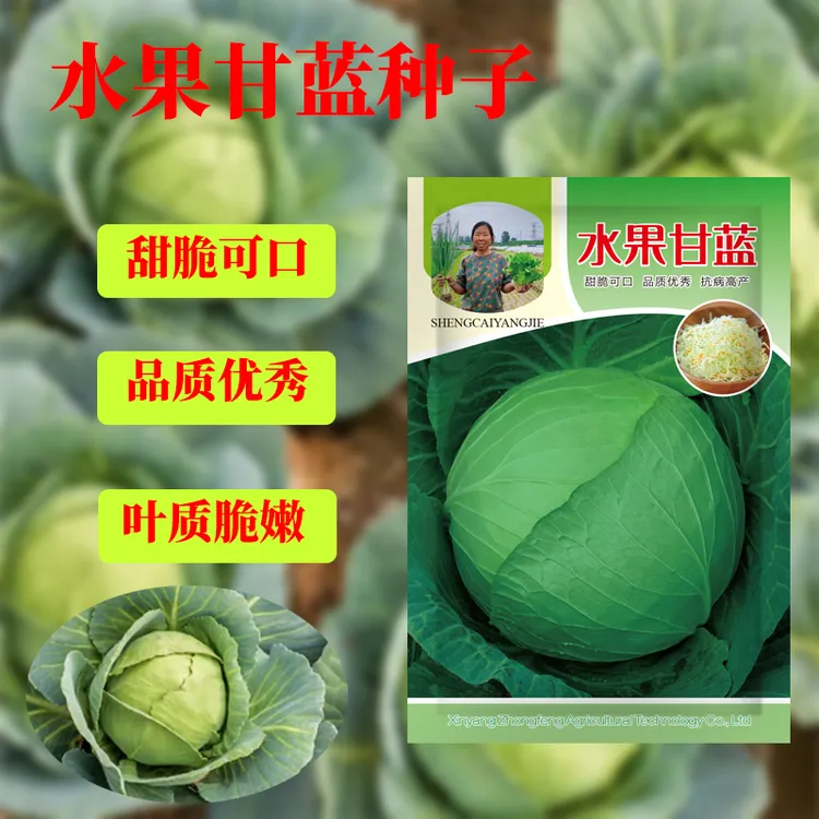 水果甘蓝种子可以生吃春秋扁圆包心菜