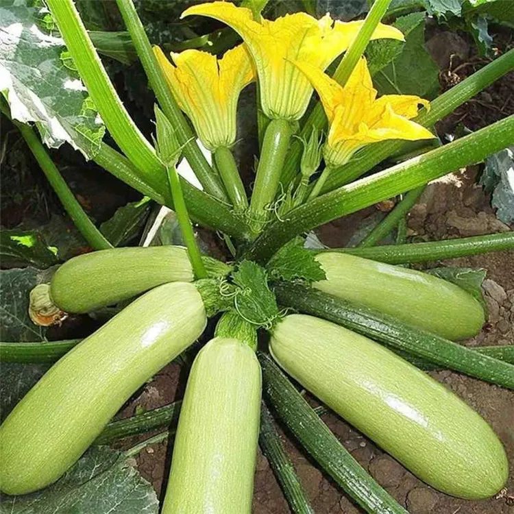 西葫芦种子 黄皮西葫芦种子特色四季农家蔬菜家庭盆栽种植