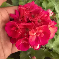 【云裳】（不带花苞）重瓣大花球天竺葵 包对版 稀缺花色新品
