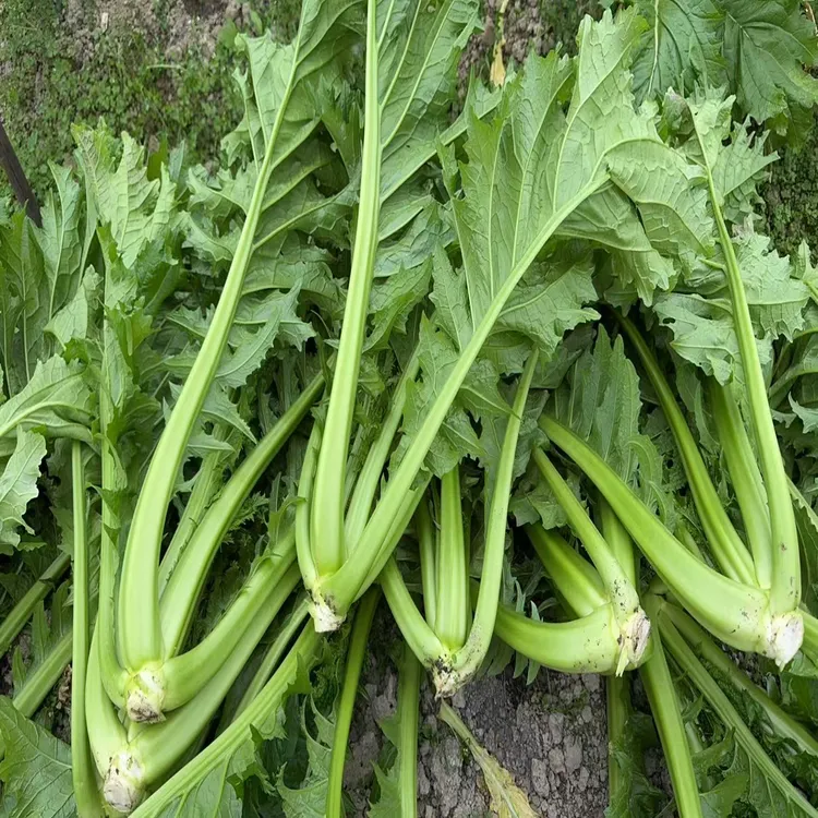 【中通韵达】当天采摘新鲜芥菜杆芥菜农户自种