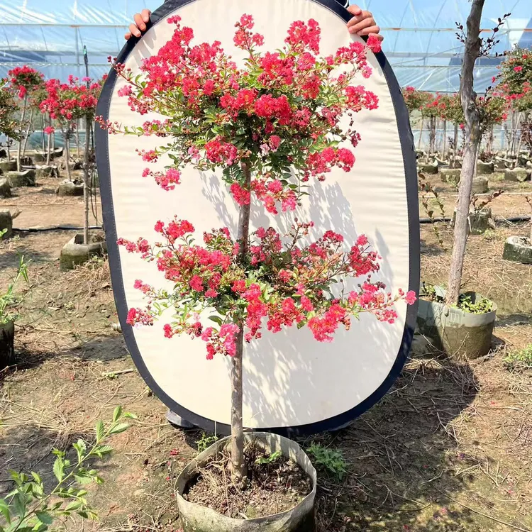 小叶玲珑红紫薇花