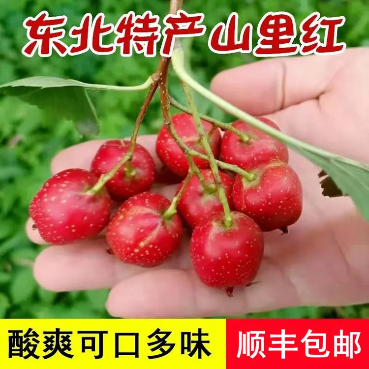 辽宁新鲜山里红甜红子金星山里红可做糖雪球果汁顺丰包邮