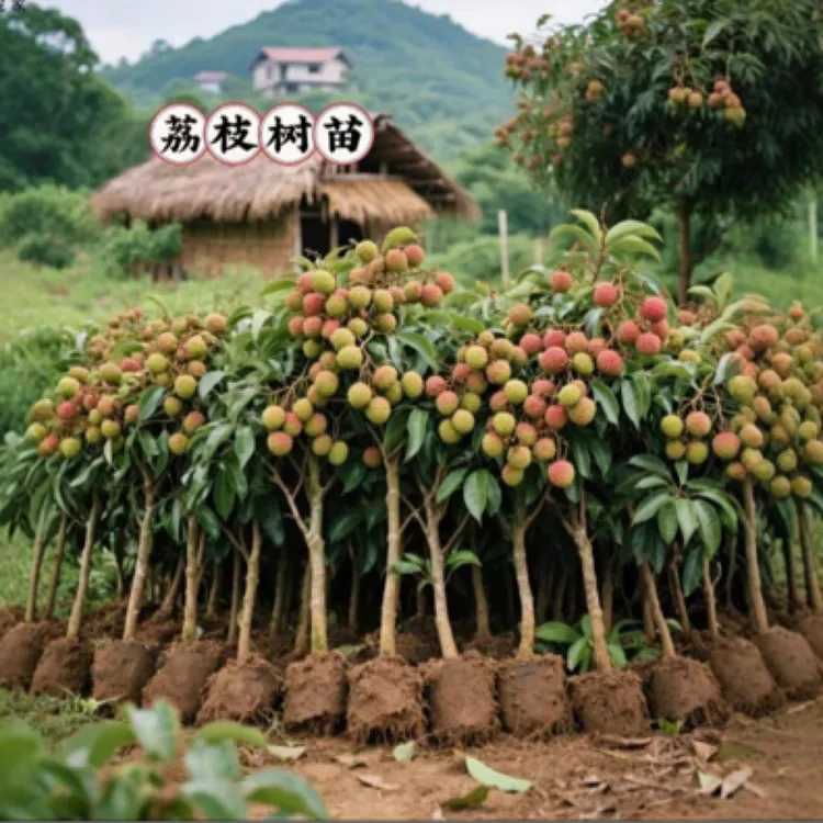 荔枝树苗正品嫁接无核冰荔仙进奉妃子笑荔枝王广西发货带土带叶