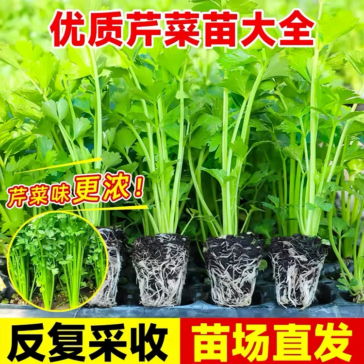 （寿光直发）芹菜苗西芹寿光苗场直发芹菜苗批发蔬菜苗四季易活生长