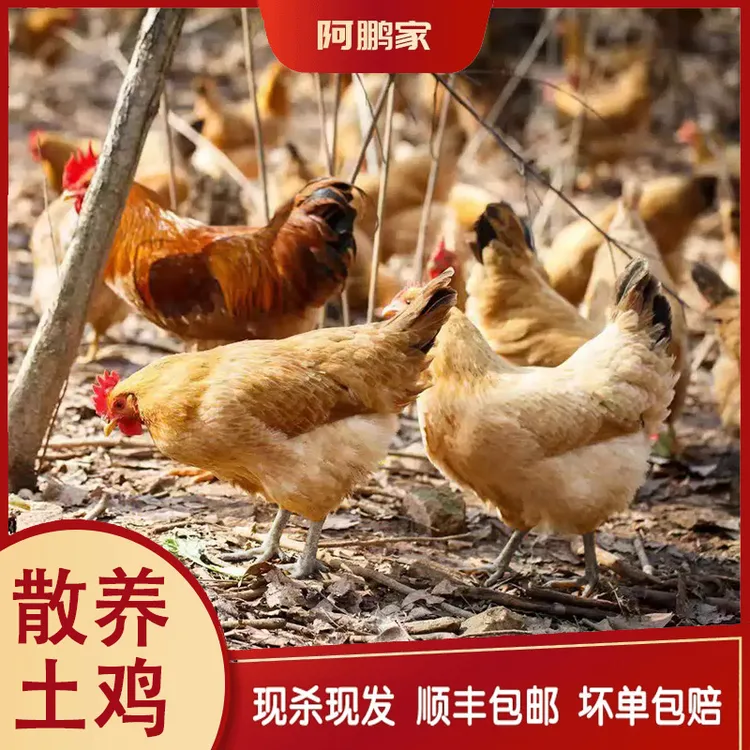 【2只散养黄油老母鸡】散养黑脚2年土老母鸡 净重5-6斤顺丰包邮