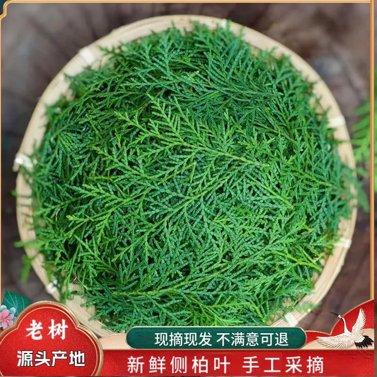 野生侧柏叶新鲜现摘柏树叶扁柏叶洗发乌发泡酒中药柏树枝叶烟熏肉