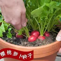 【全店满5元包邮】樱桃萝卜种子迷你萝卜种籽生吃小水果萝卜四季