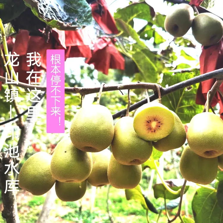 70-90克苍溪红心猕猴桃