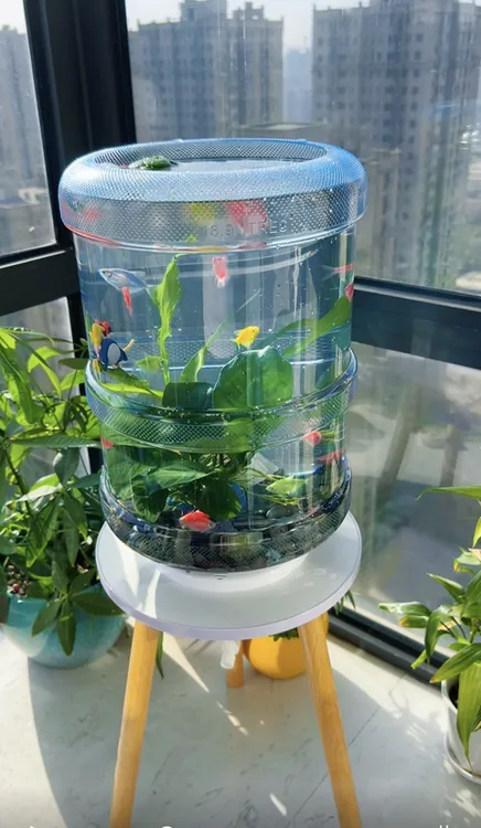 纯净水桶养鱼创意透明鱼缸矿泉水桶改造生态鱼缸自制饮水机桶养鱼