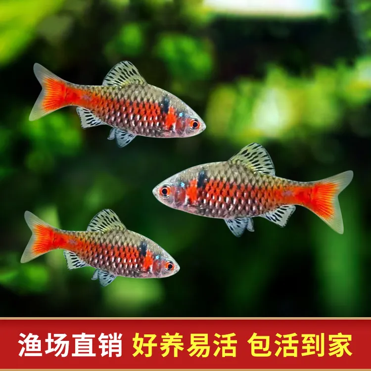 钻石彩虹鲫进口鲤科冷水耐寒耐养热带鱼原生鱼小型活体群游观赏鱼