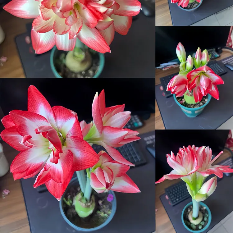 花孔雀朱顶红种球多年生室内绿植物阳台四季开花卉重瓣大球包对版