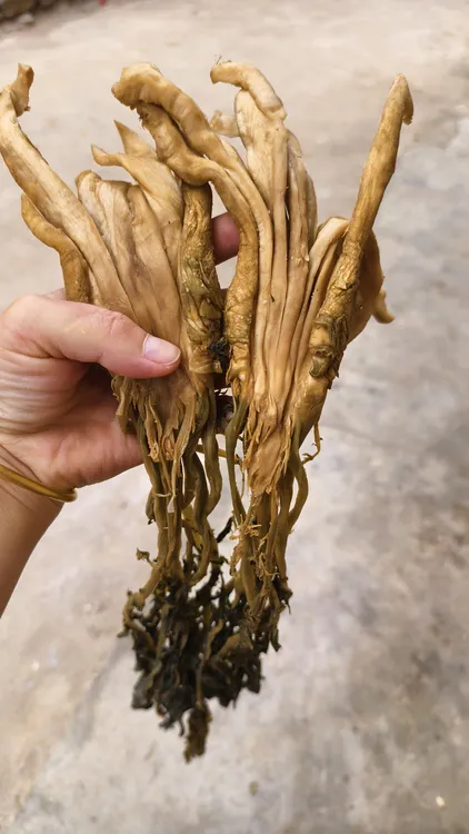 广西贺州英家大头菜开胃菜