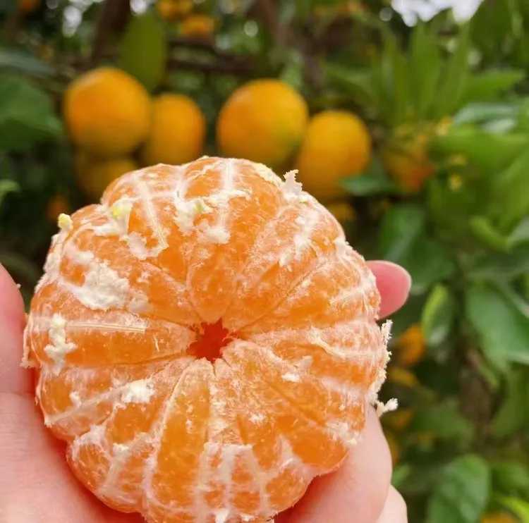  湖南石门柑橘桔早熟蜜桔橘子水果清甜多汁3  /5/9斤包邮到家