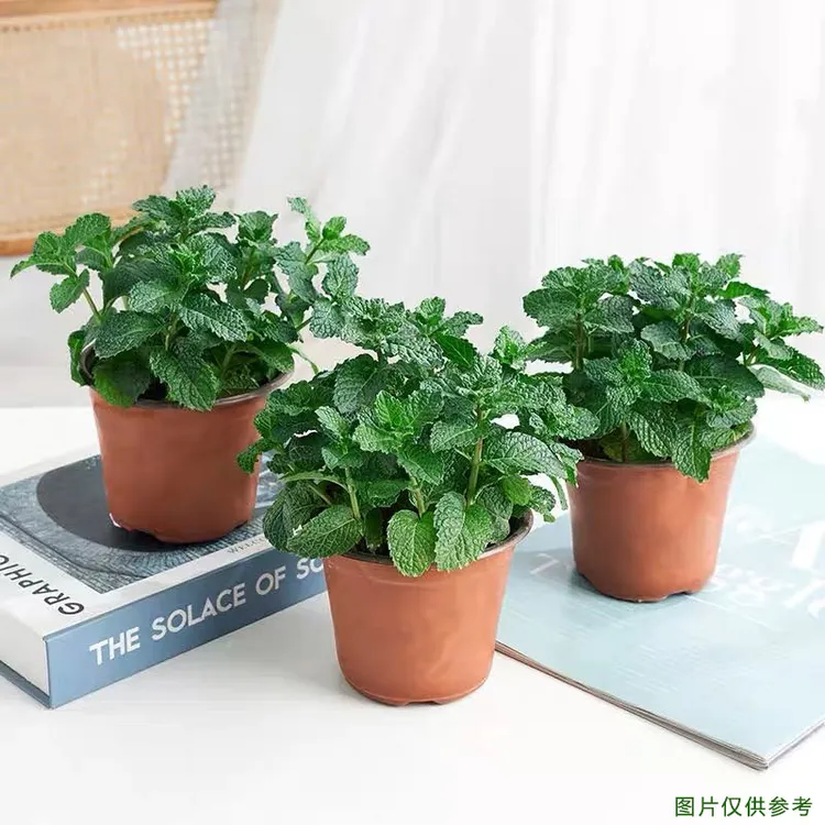 薄荷盆栽水培土培可食用驱蚊留兰香薄荷原土原盆水培植物