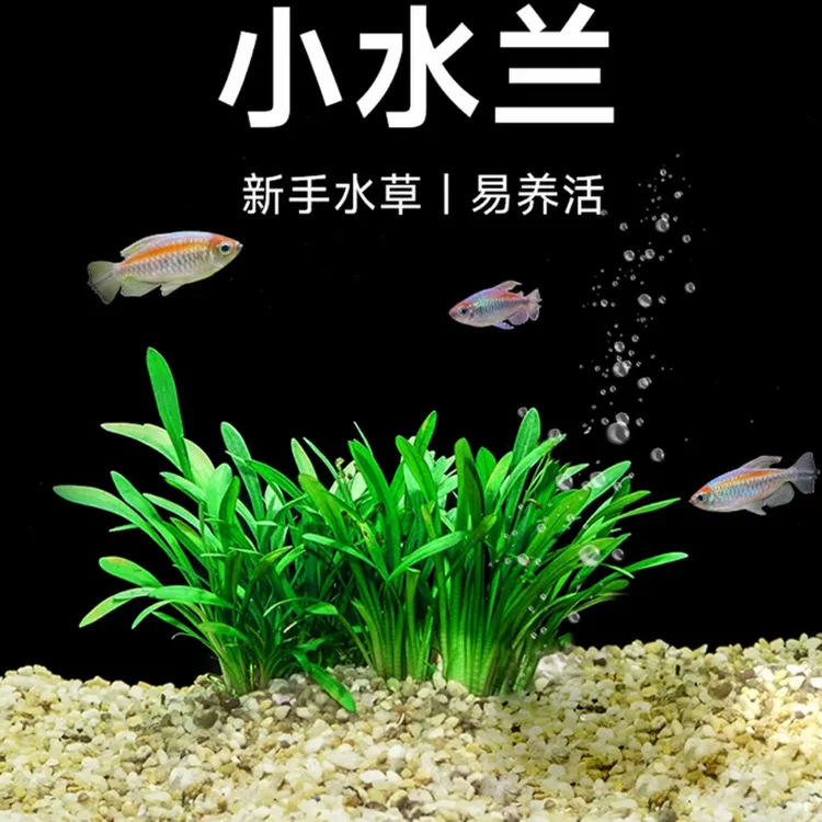 迷你小水兰草缸造景前景草新手入门阴性水草好养易活懒人活体水草