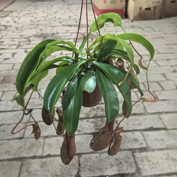 猪笼草  奇趣植物