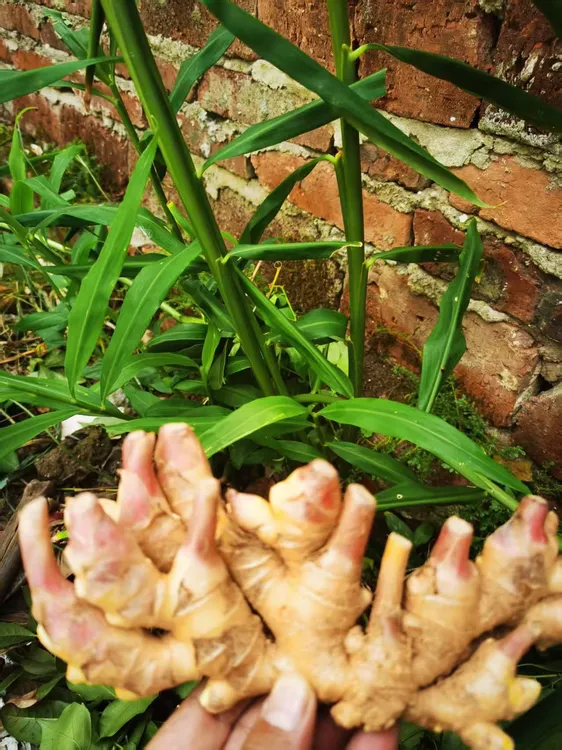 崇义新鲜现挖红芽嫩姜可腌制泡菜糖醋泡姜口感清脆